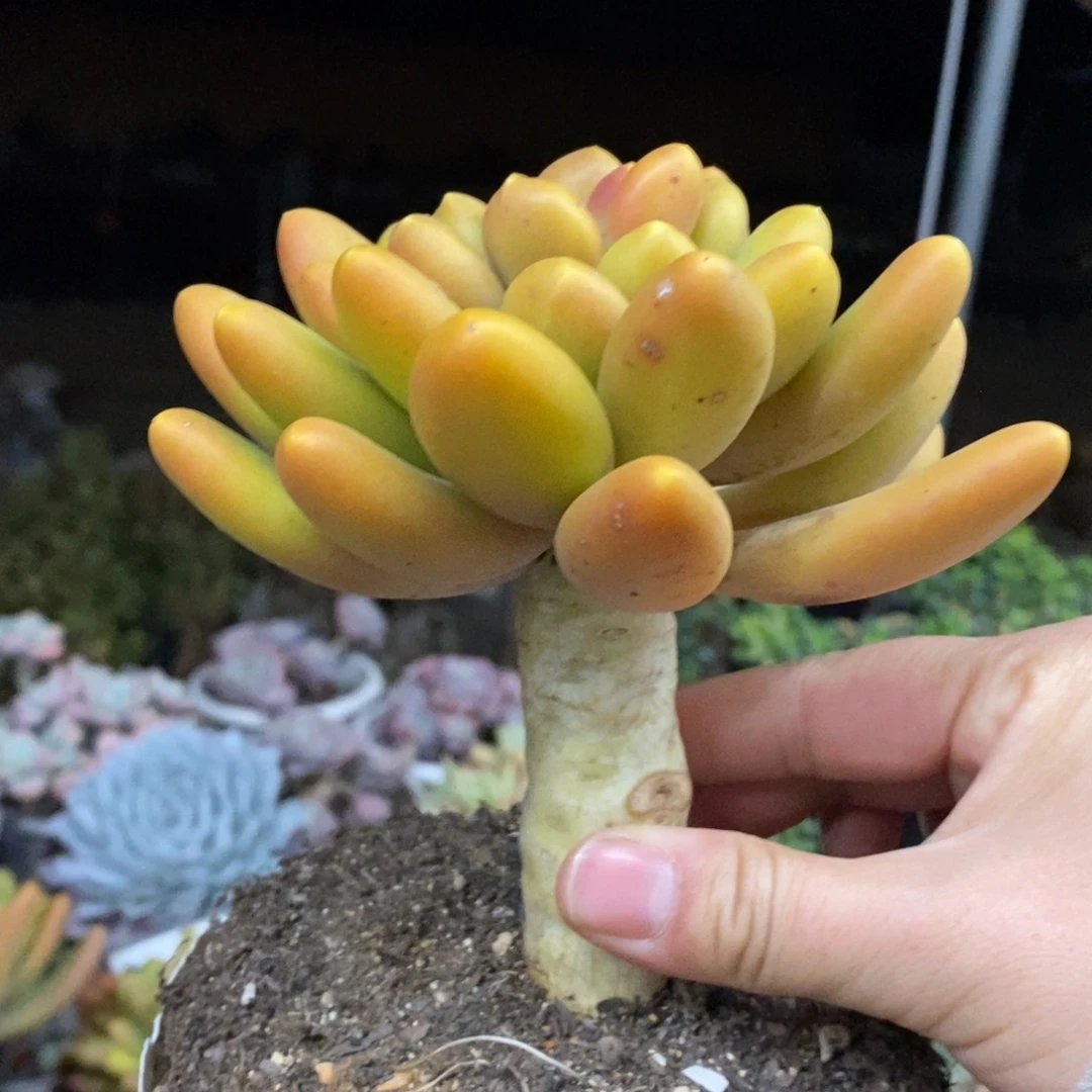 金蝉大单头老桩多肉