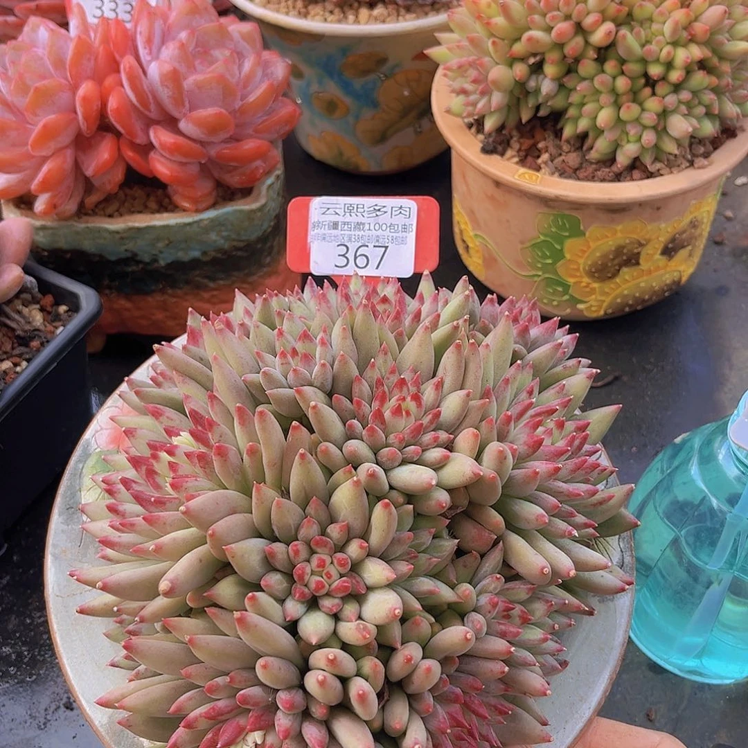 凯***e367二代虞美人多肉植物