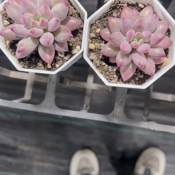 大*虞美人精品多肉植物