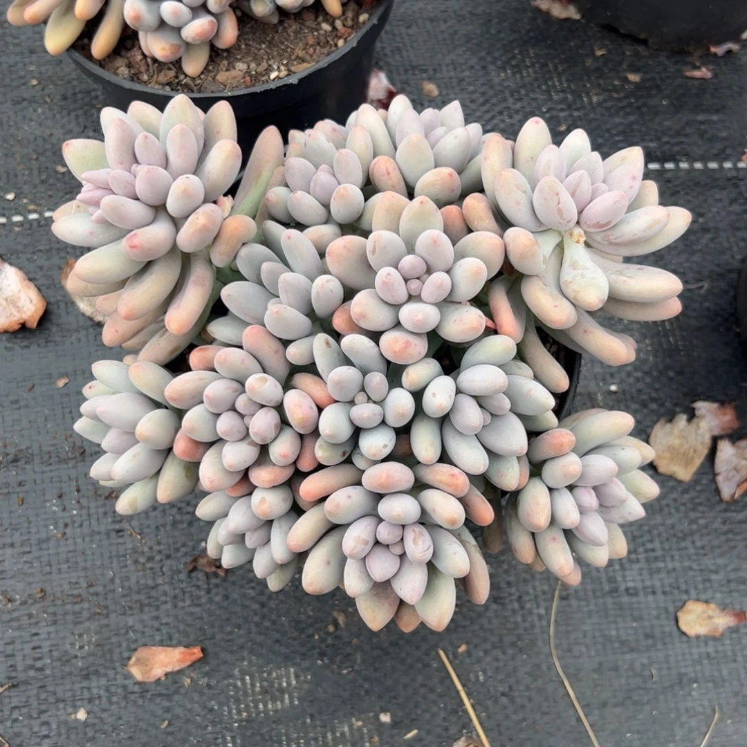 多肉植物粉色恋人