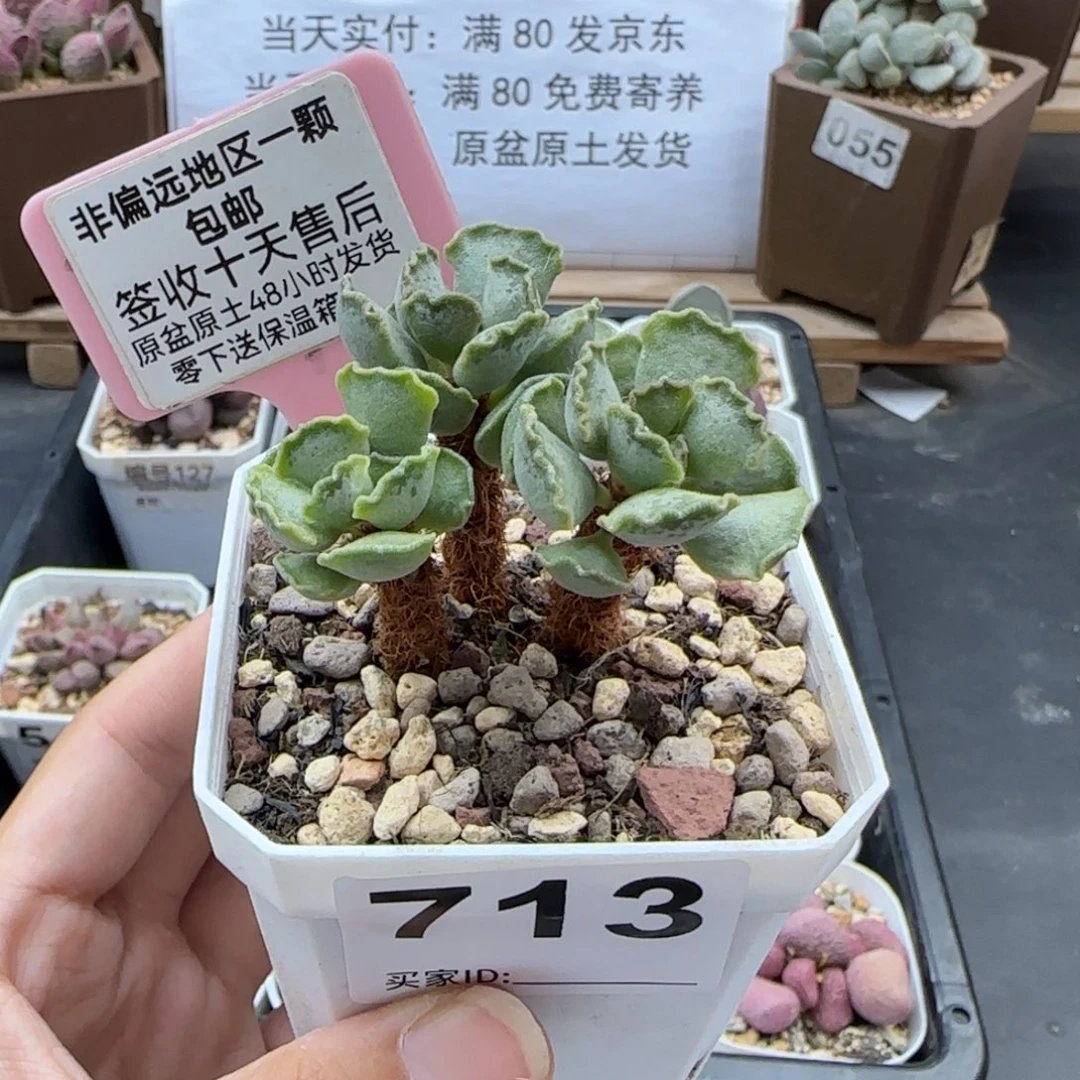 713毛库博多肉植物