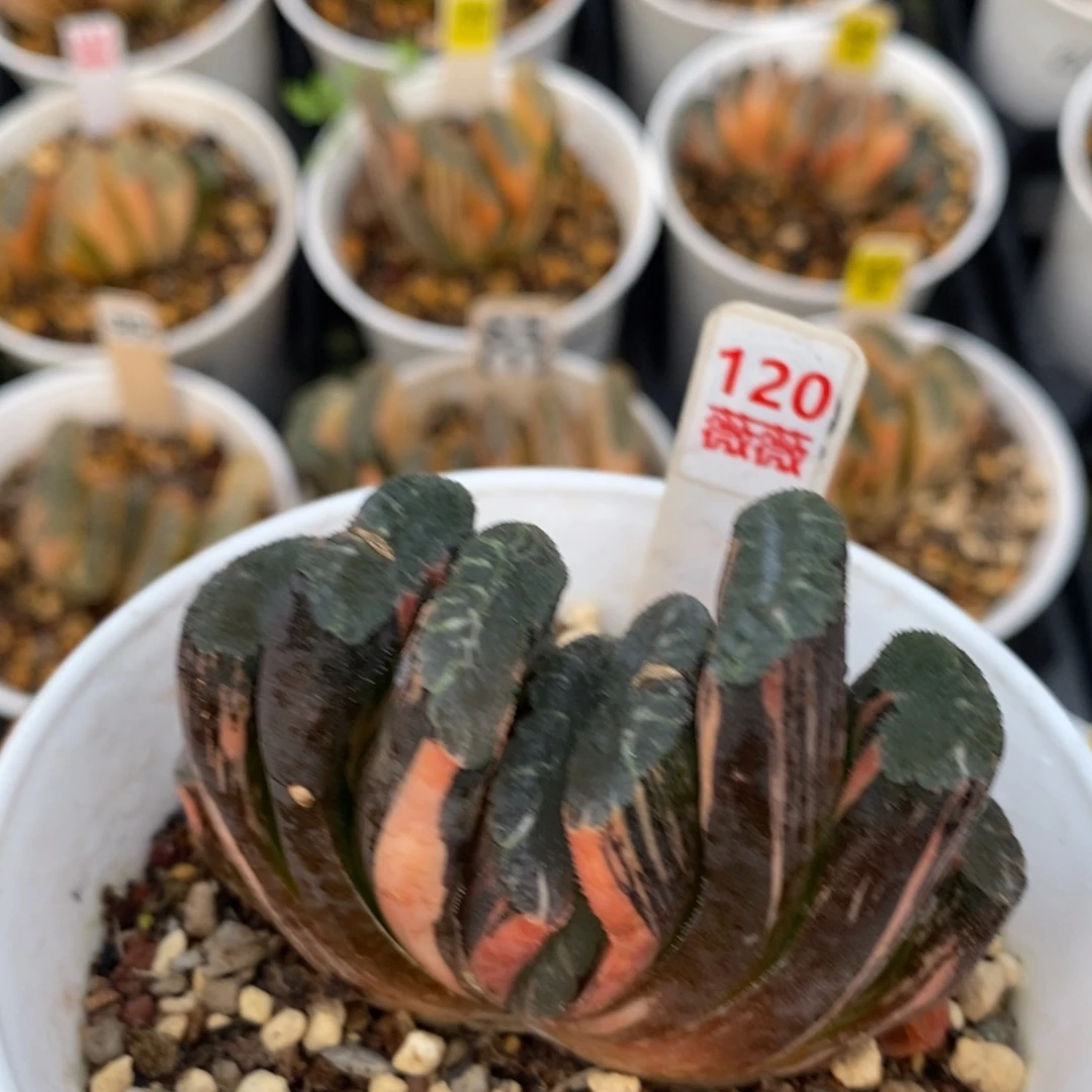 不开花植物120赤斑