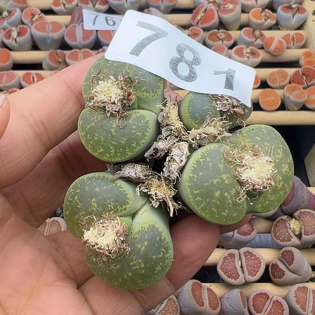 782 生石花有伤清货不售后