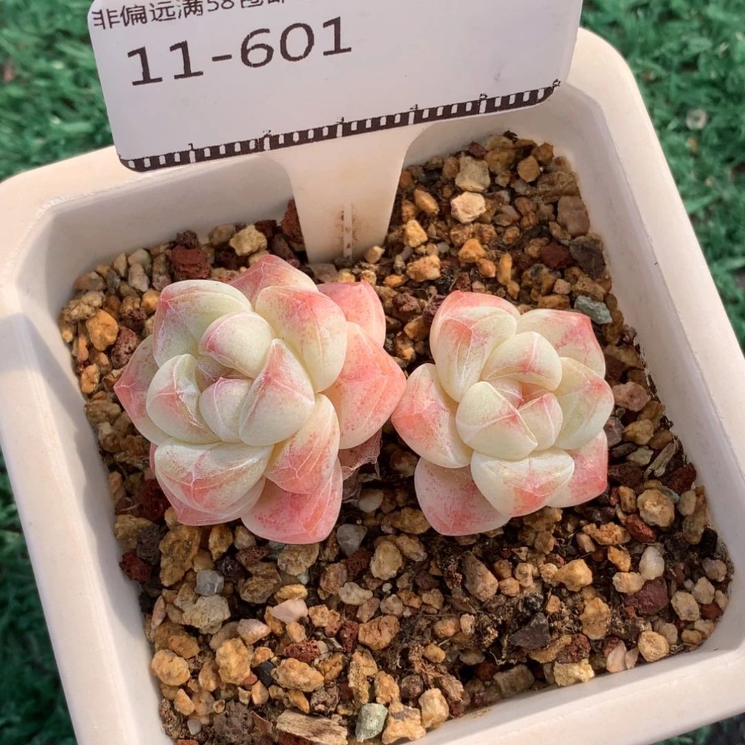 丸叶老桩冰玉自然群58包邮