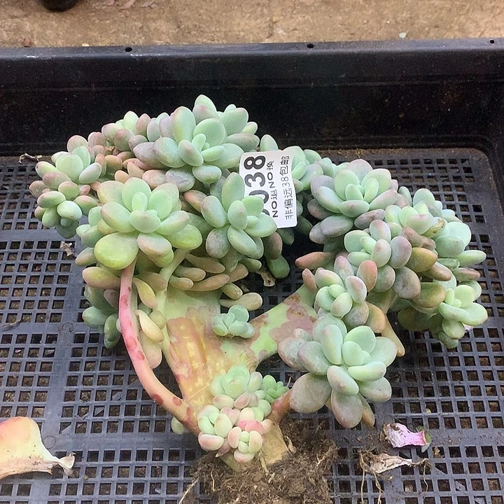 洛神缀化 038 秒拍秒退拉黑
