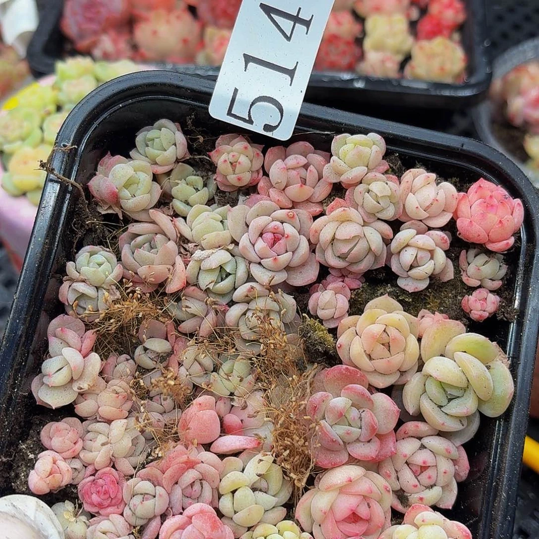 多肉植物多肉植物514