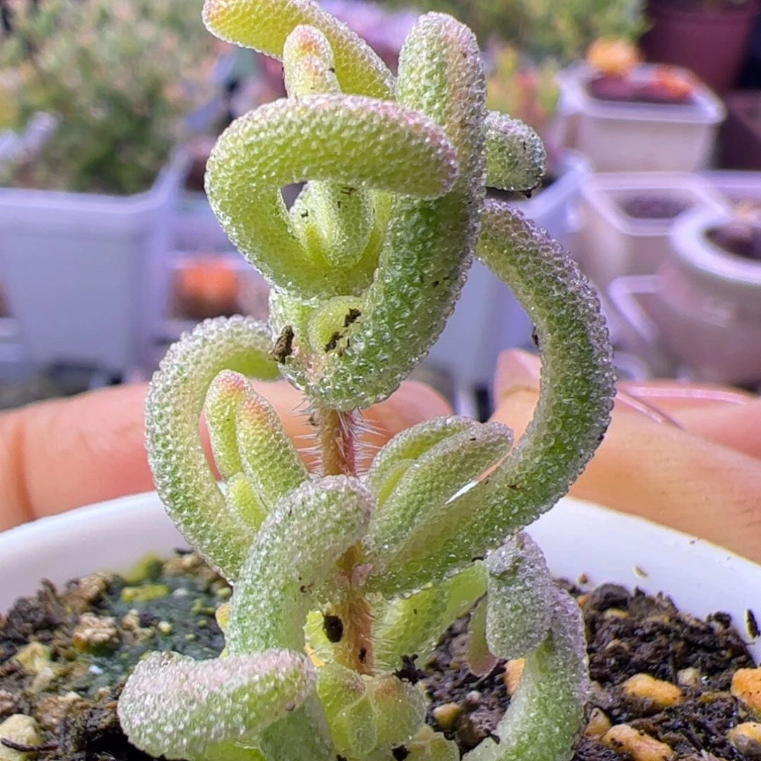 多肉植物枝干超白