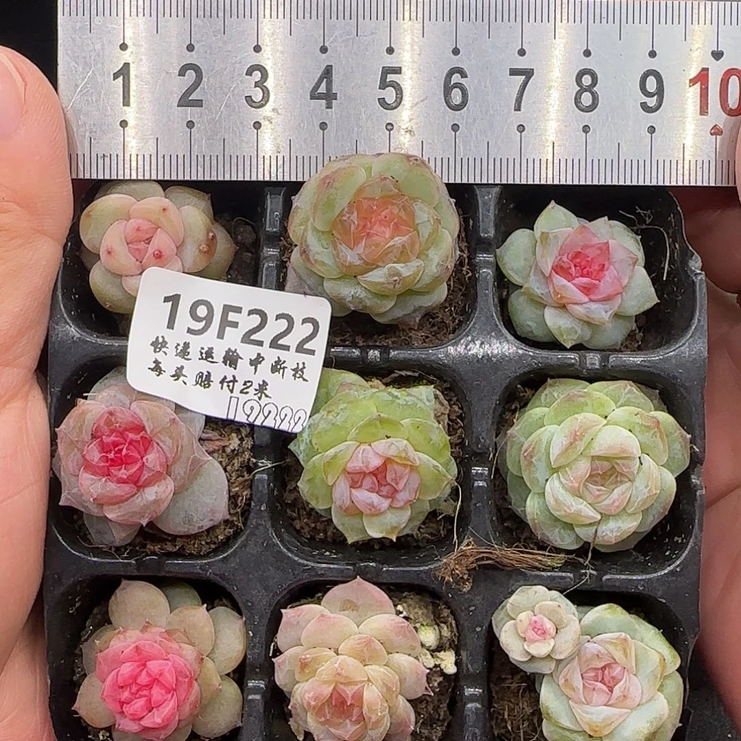 E***2222九棵糖心优选【肉肉尺寸1-2厘米很小介意勿拍】