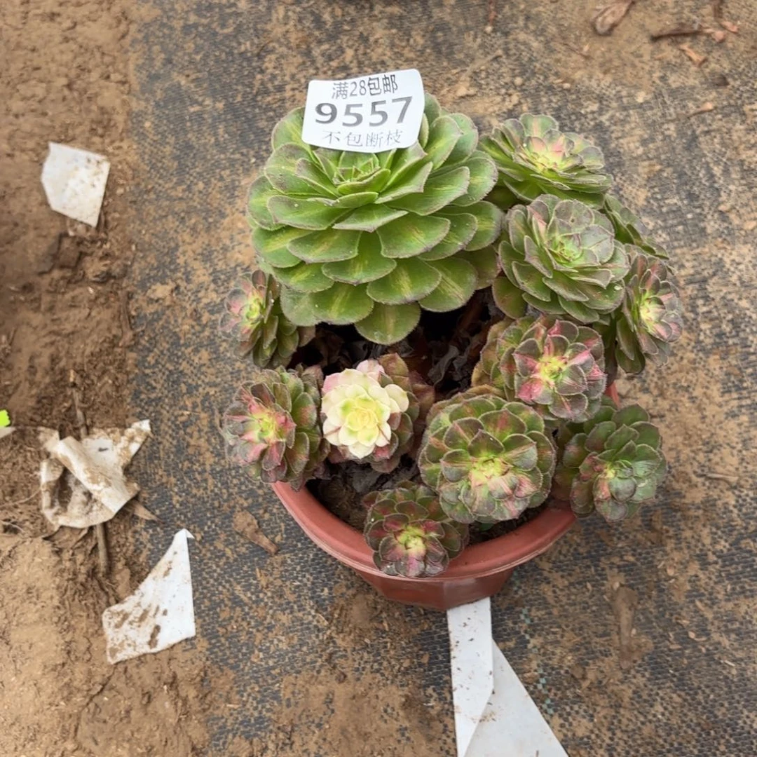 N 9557七彩海王多肉1222