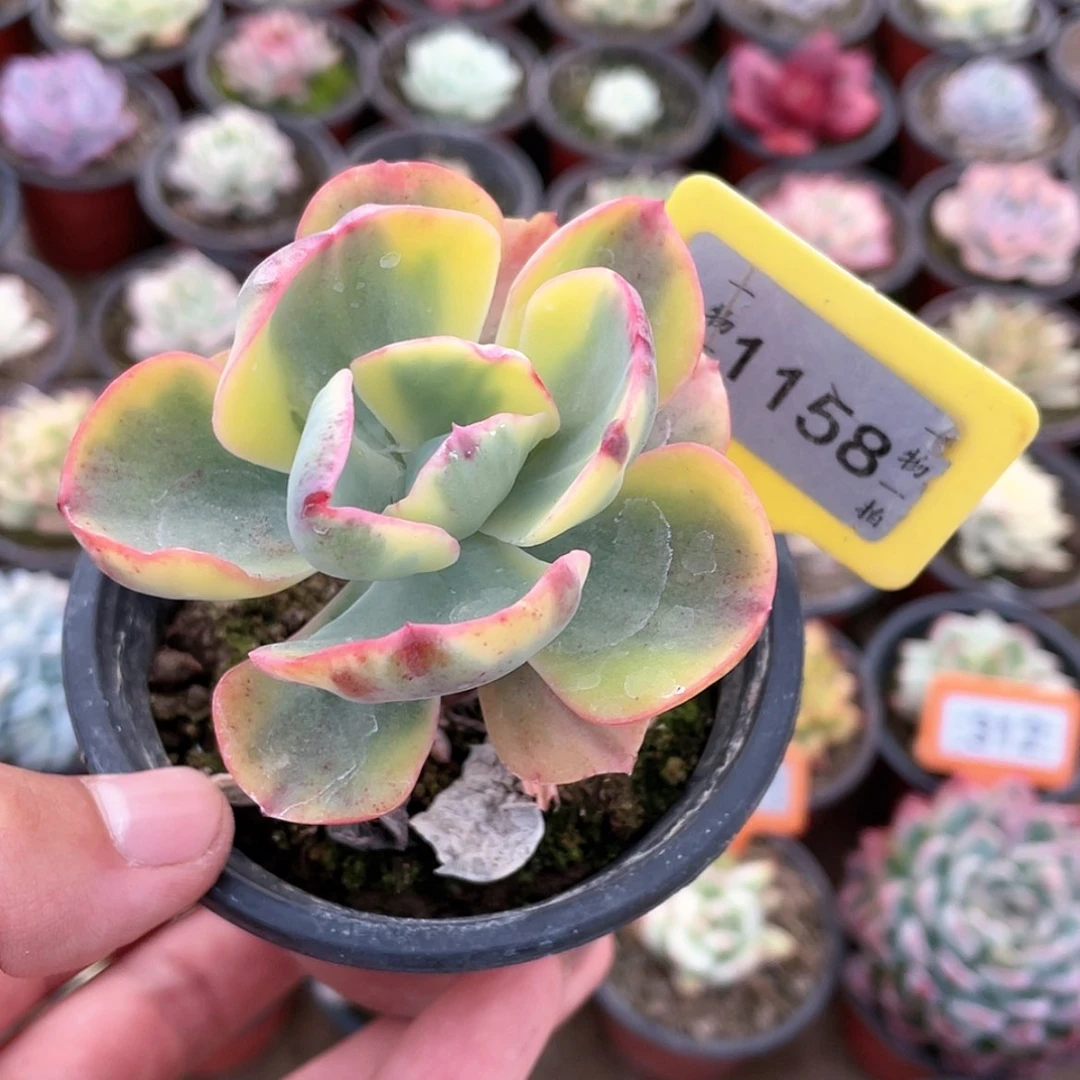 【闪购商品】1158号