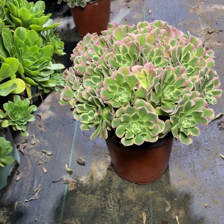 81白凤多肉植物多肉多肉