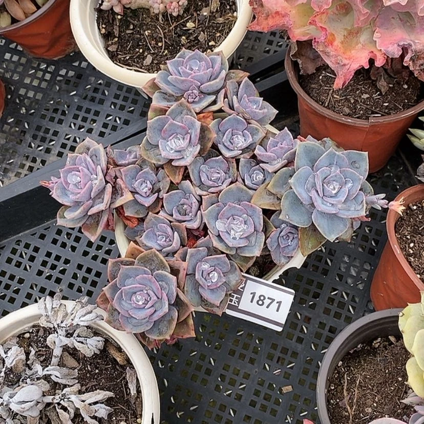 【闪购商品】彩虹糖1871