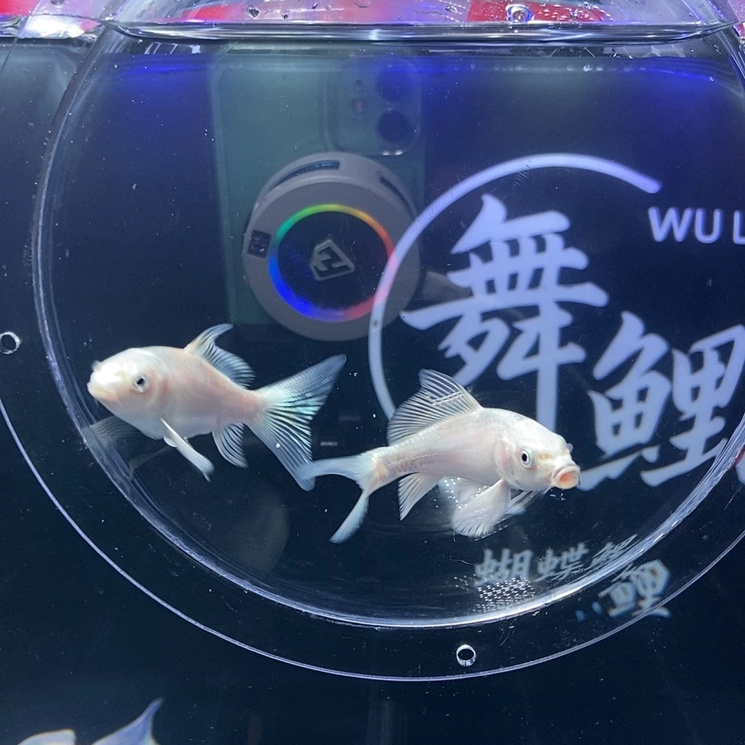 海水鱼一条九鲤白蝴蝶鲤