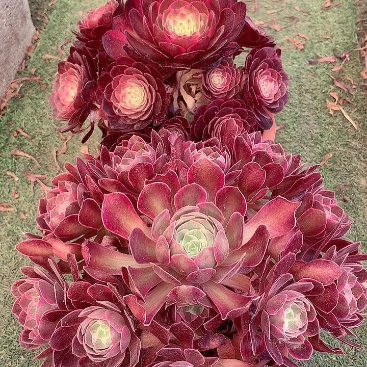 两颗组合，多肉植物
