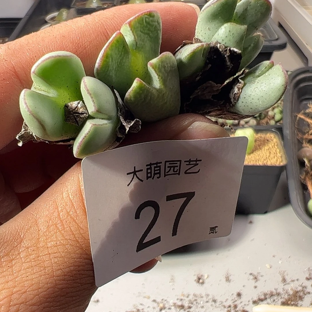 一物一拍。      27
