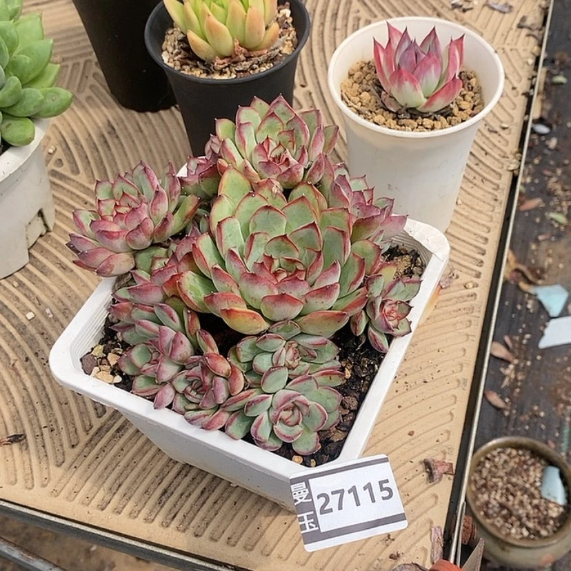 【闪购商品】邓*࿐荷花27115