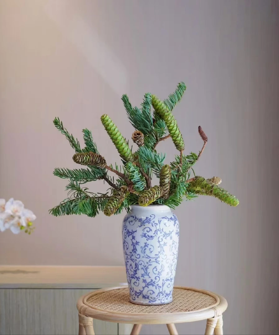 【花拾间】松塔 小众山野花材  可以做成干花哟