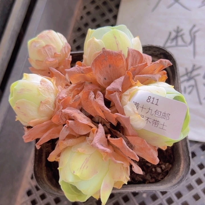 811 裸根不带土发货