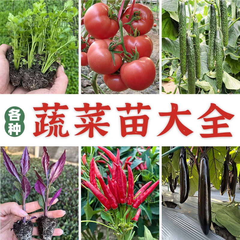 各种蔬菜苗大全小米椒朝天椒草莓番茄