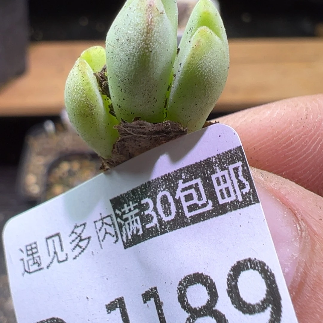 多肉植物111111111111