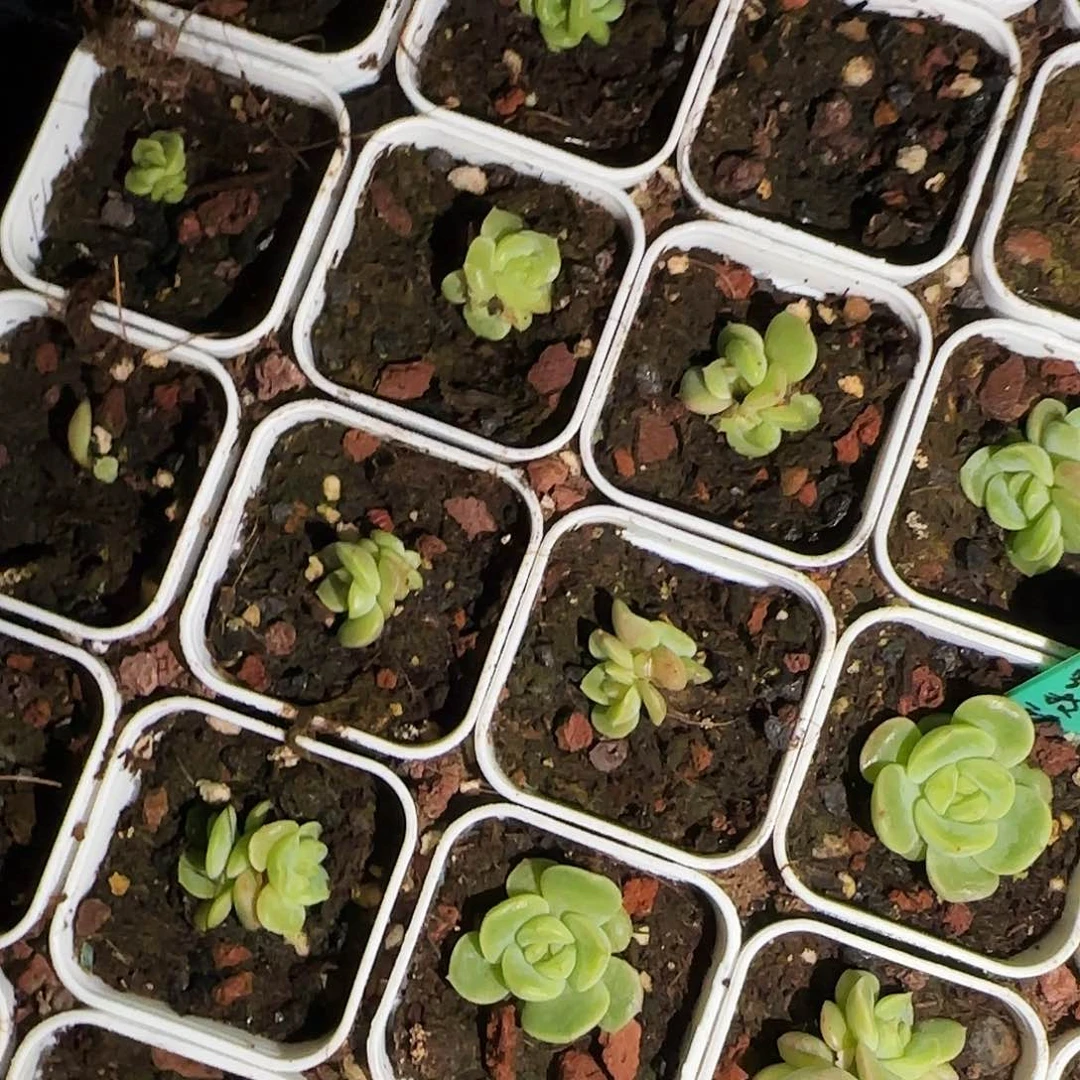 小飘枝甜心中盆外棚一个满25包邮