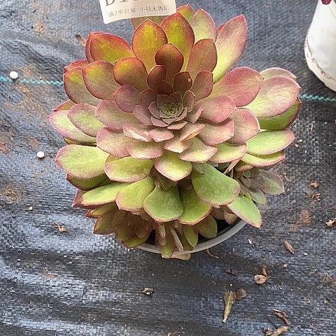 1172桃花石多肉法师