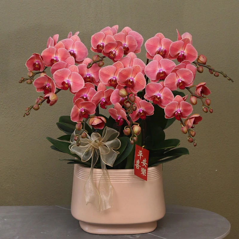 蝴蝶兰【才子】带花带盆组好伴手礼送礼茶桌婚礼客厅美化装饰
