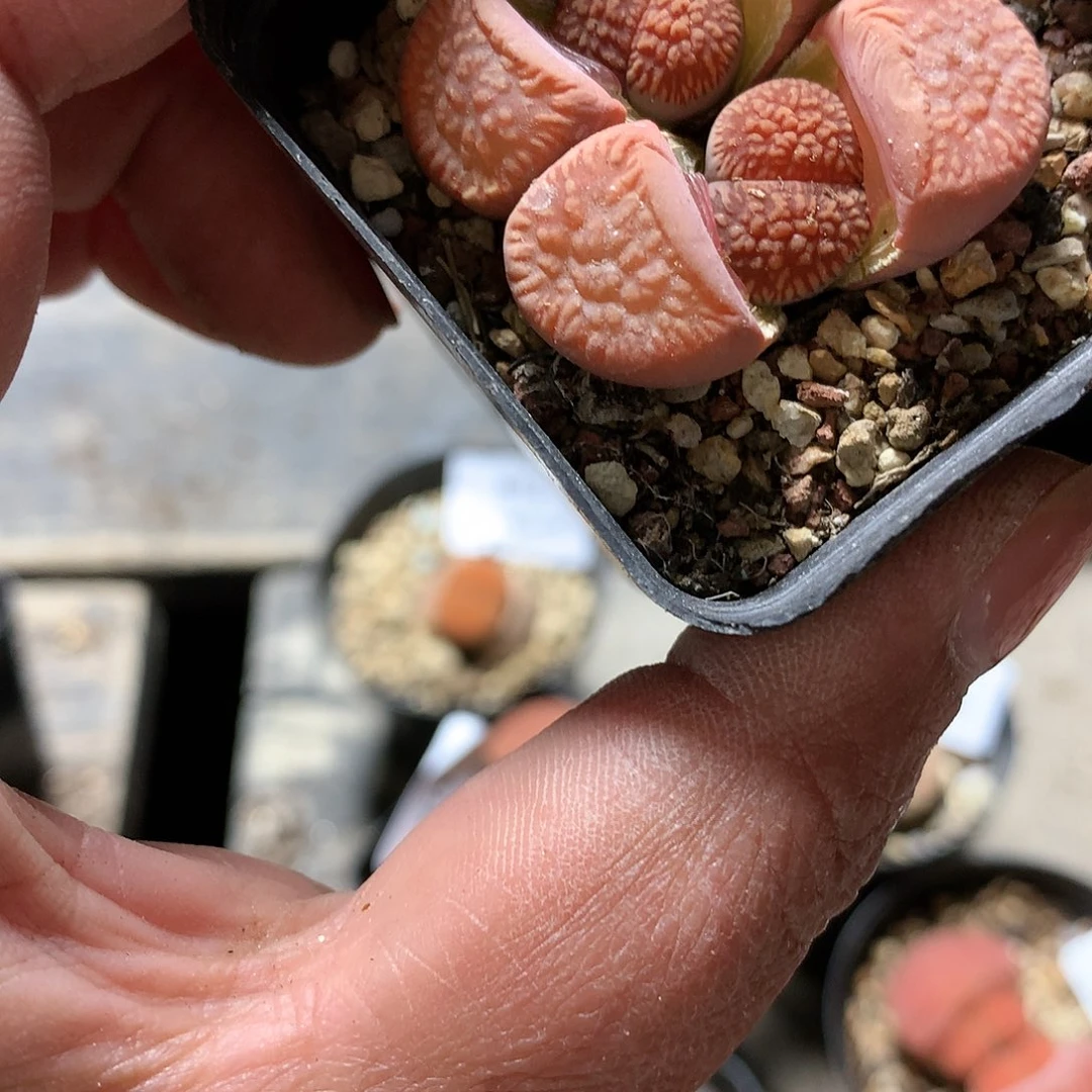 张*挞H08多肉植物保护研究所