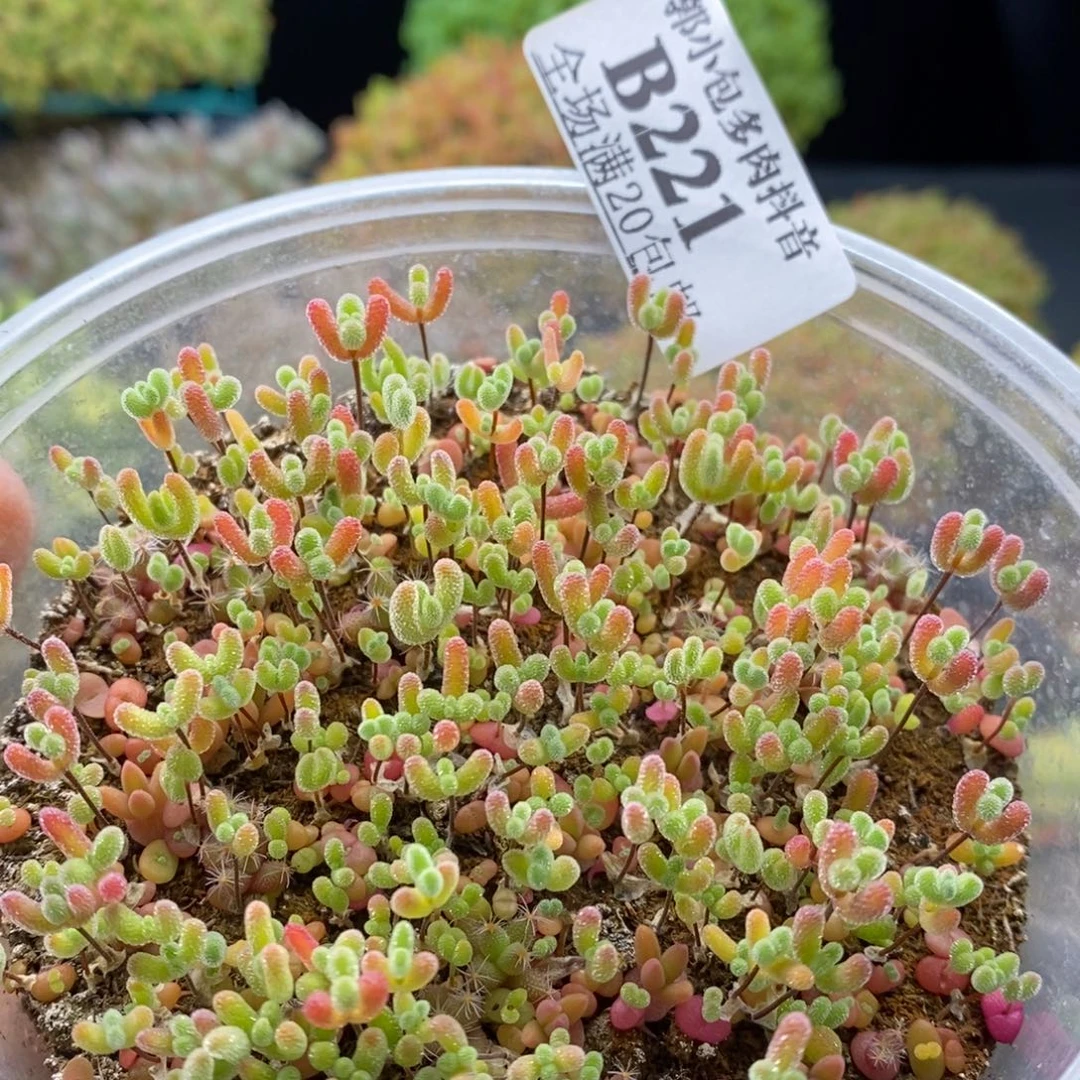 221枝干混合苗。