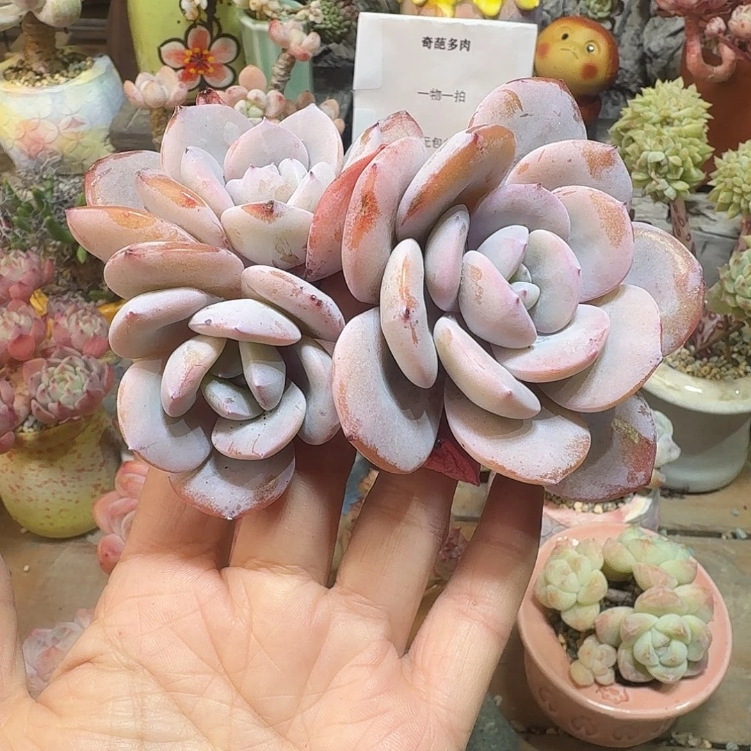 疏***、多肉哈哈哈哈哈哈