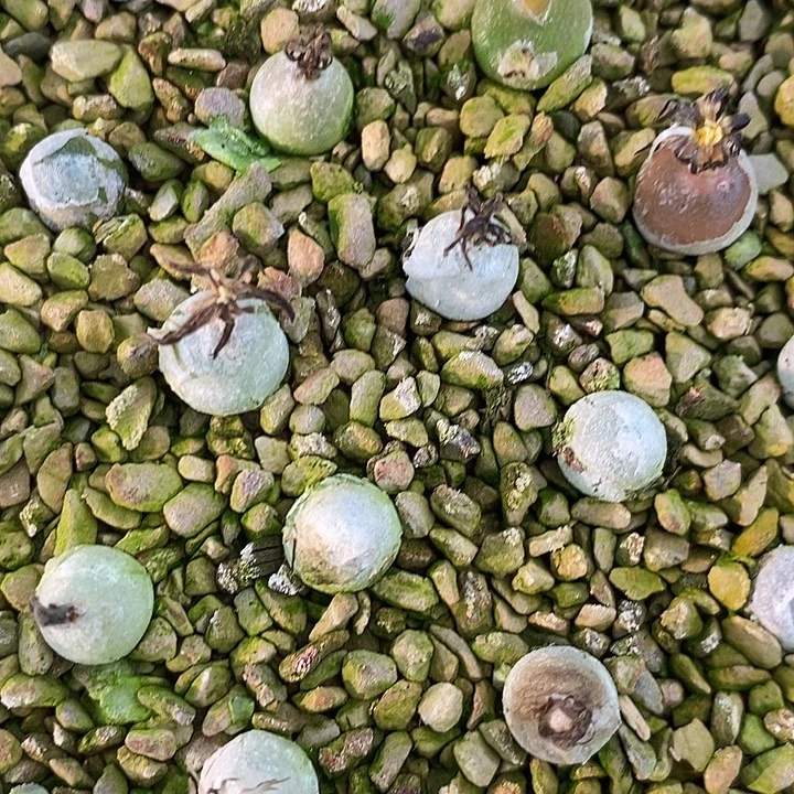 哈默灯泡1颗。