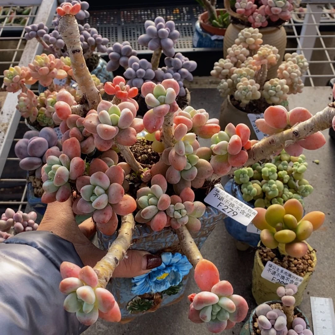 樱花洛神279/10c m