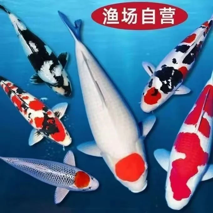 精品大正红白锦鲤观赏鱼混搭包邮包开箱活收到鱼录完整的开箱视频