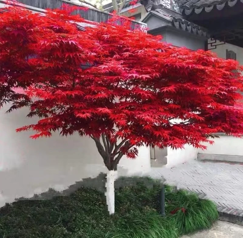 日本红枫，红舞姬，黄金枫，小叶红，