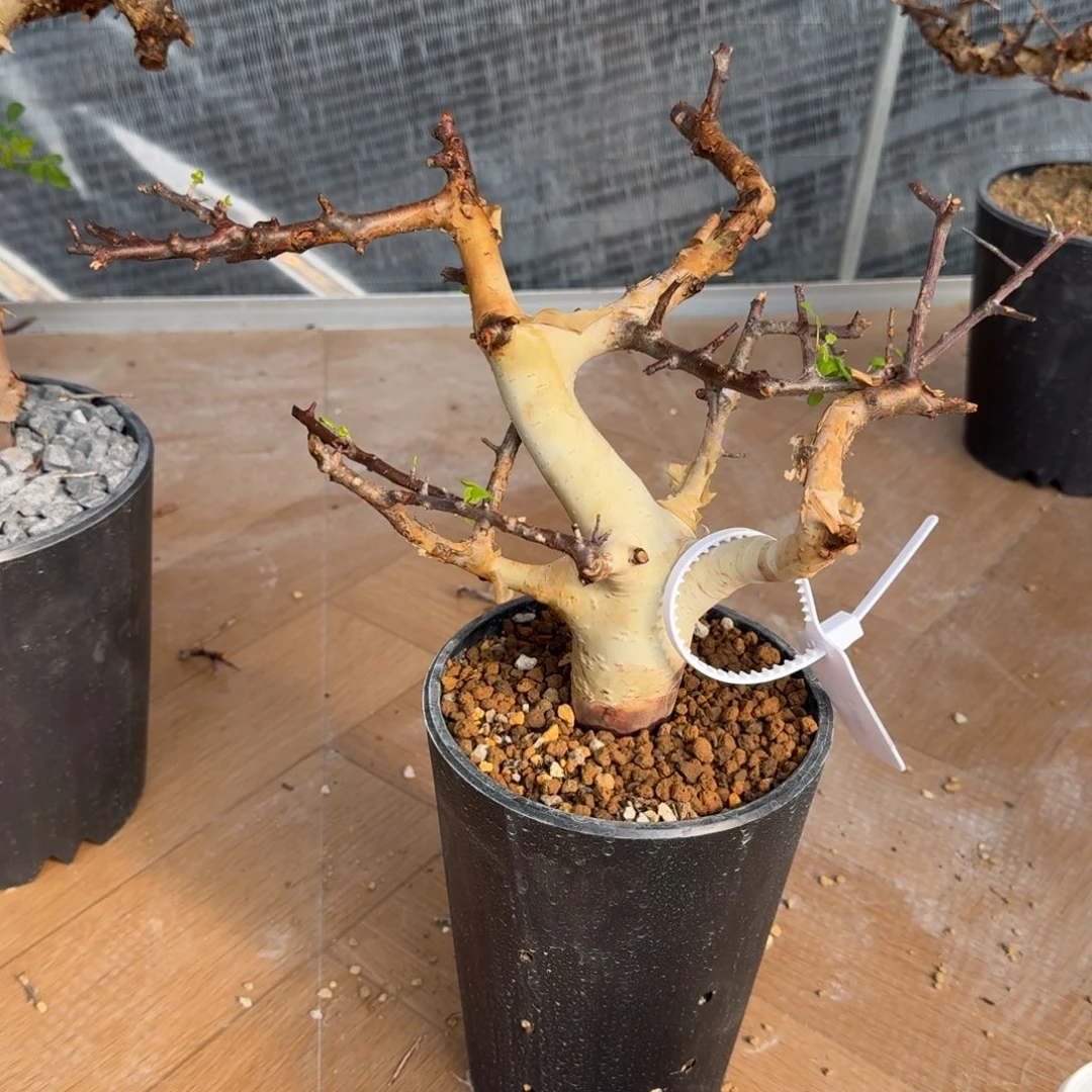 马萨比特免费寄养