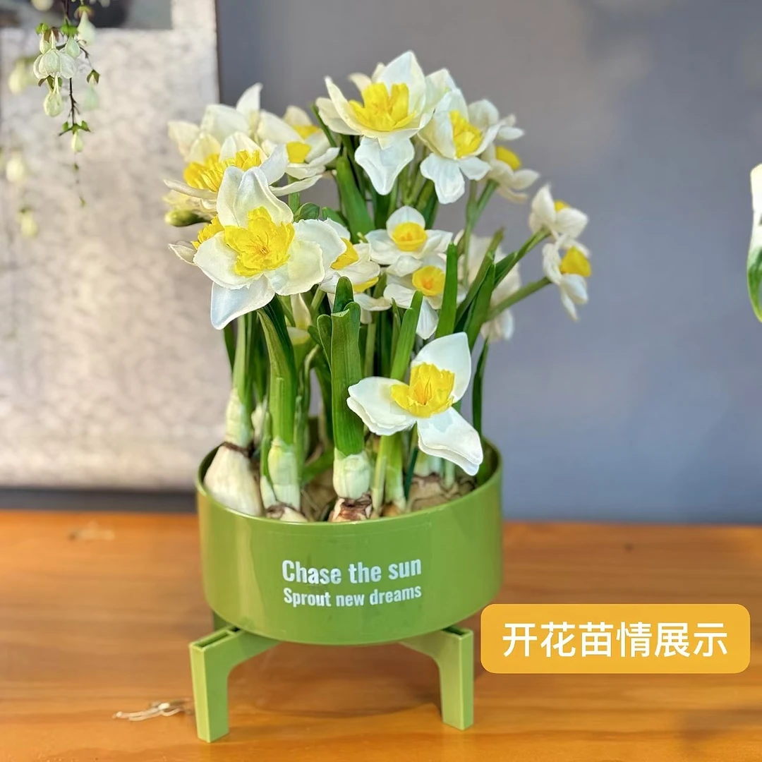 冬季室内耐寒水养盆栽水仙花年宵花卉植物洋水仙遇水就活