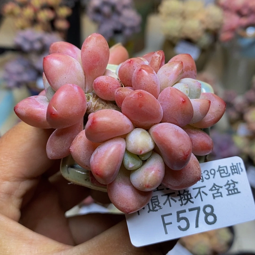 578樱花洛神多肉5cm