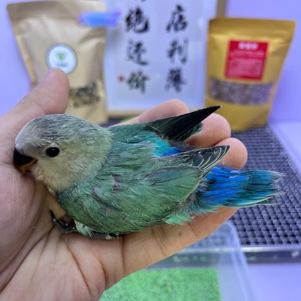 特价咬毛绿底绿金顶公H67826-牡丹鹦鹉