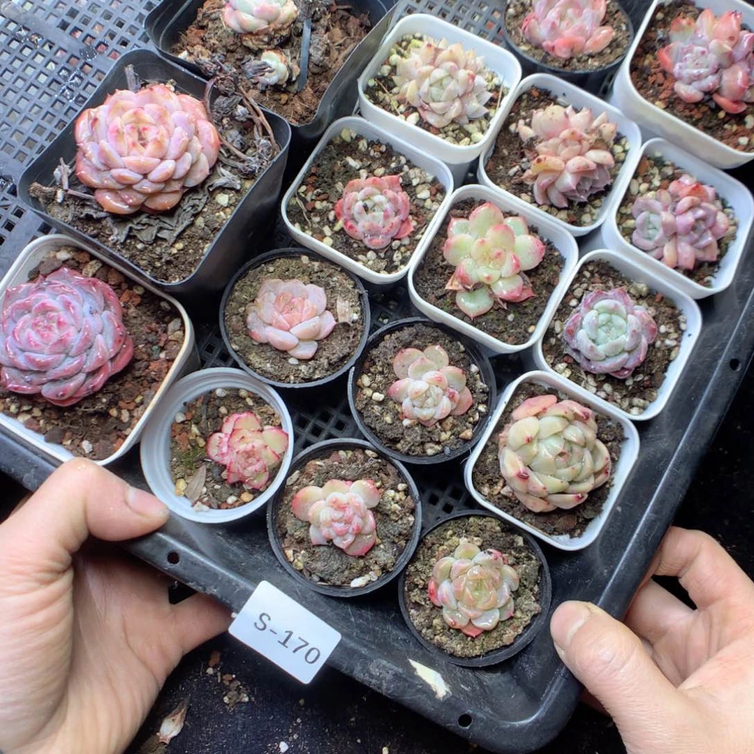 无花朵S170。yyyyyyy