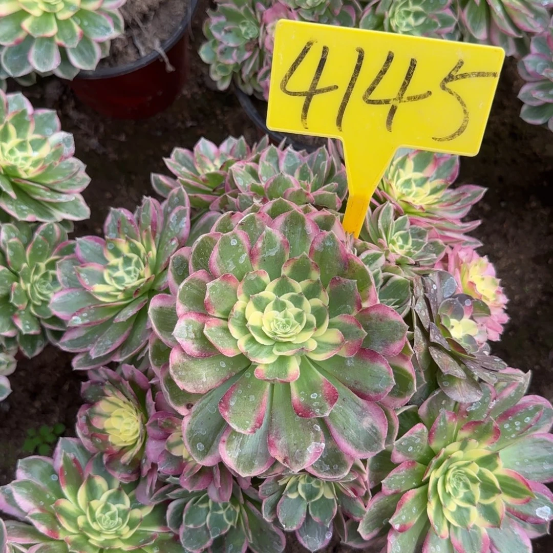 4145--海王多肉植物