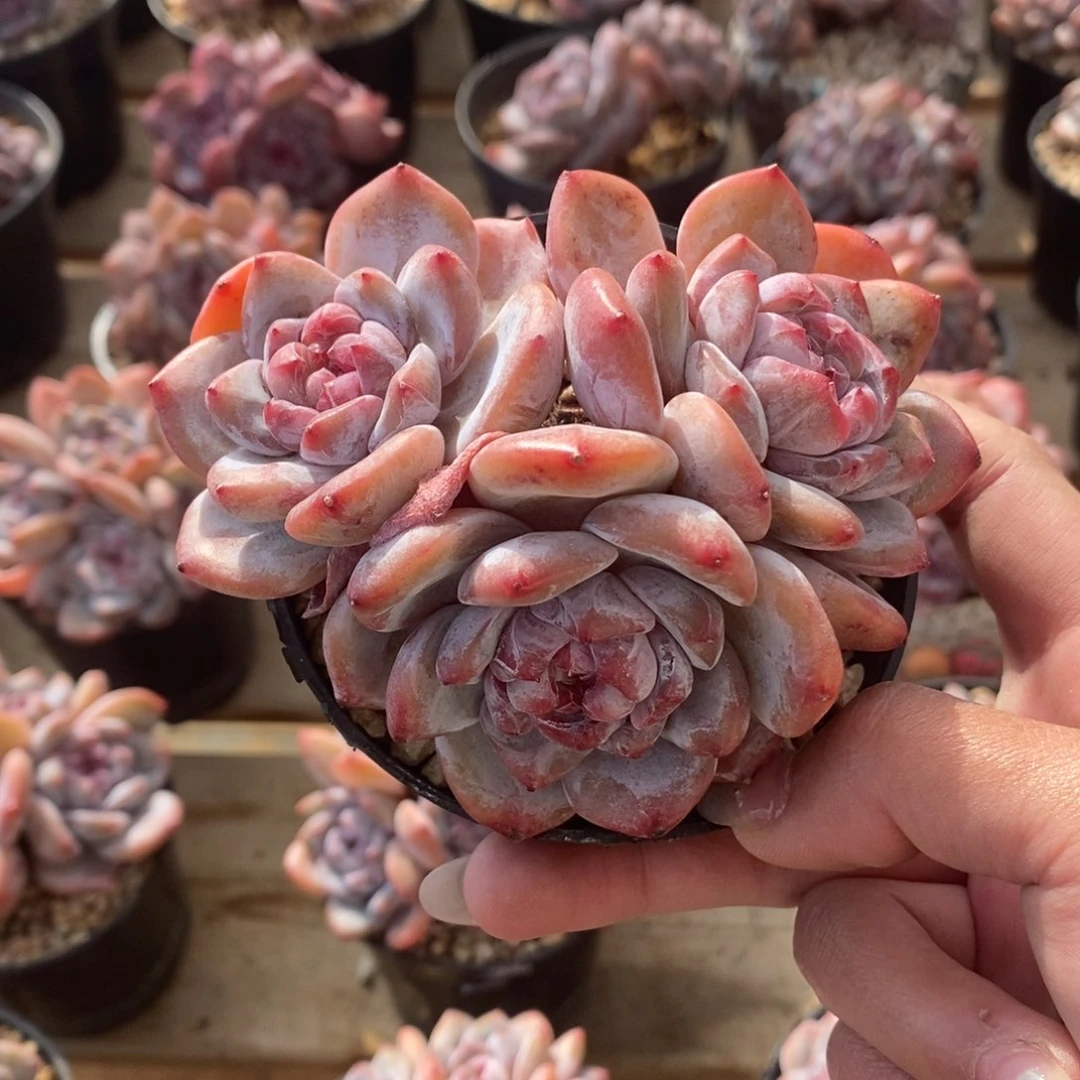 三头红皮紫心短肥圆