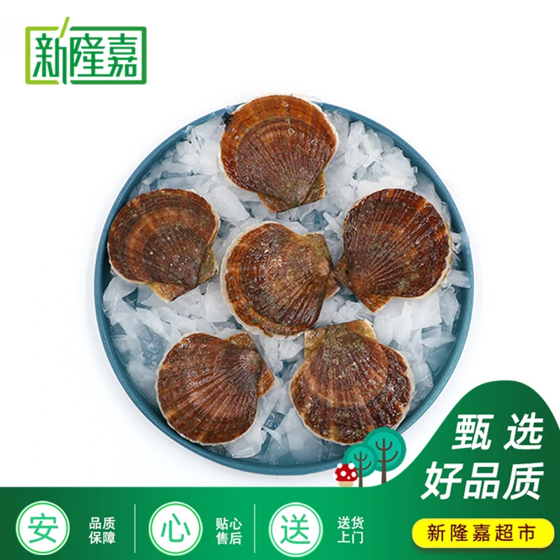 【天丰店】生蚝/大鲍鱼/扇贝/海锥/海螺/蚬子/花螺  1斤 （送货到家）