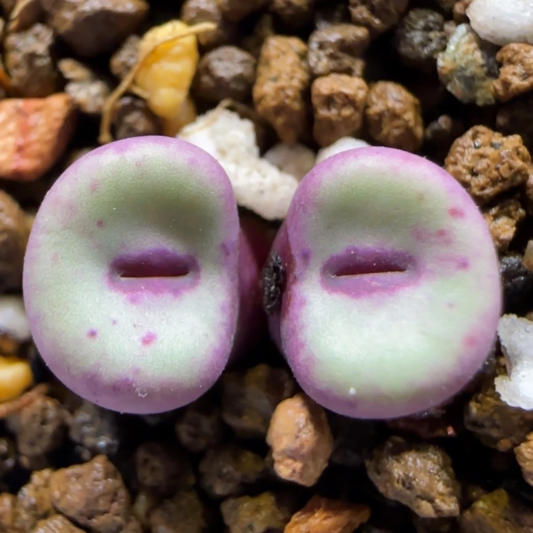 11.24。se 嘴。  5050