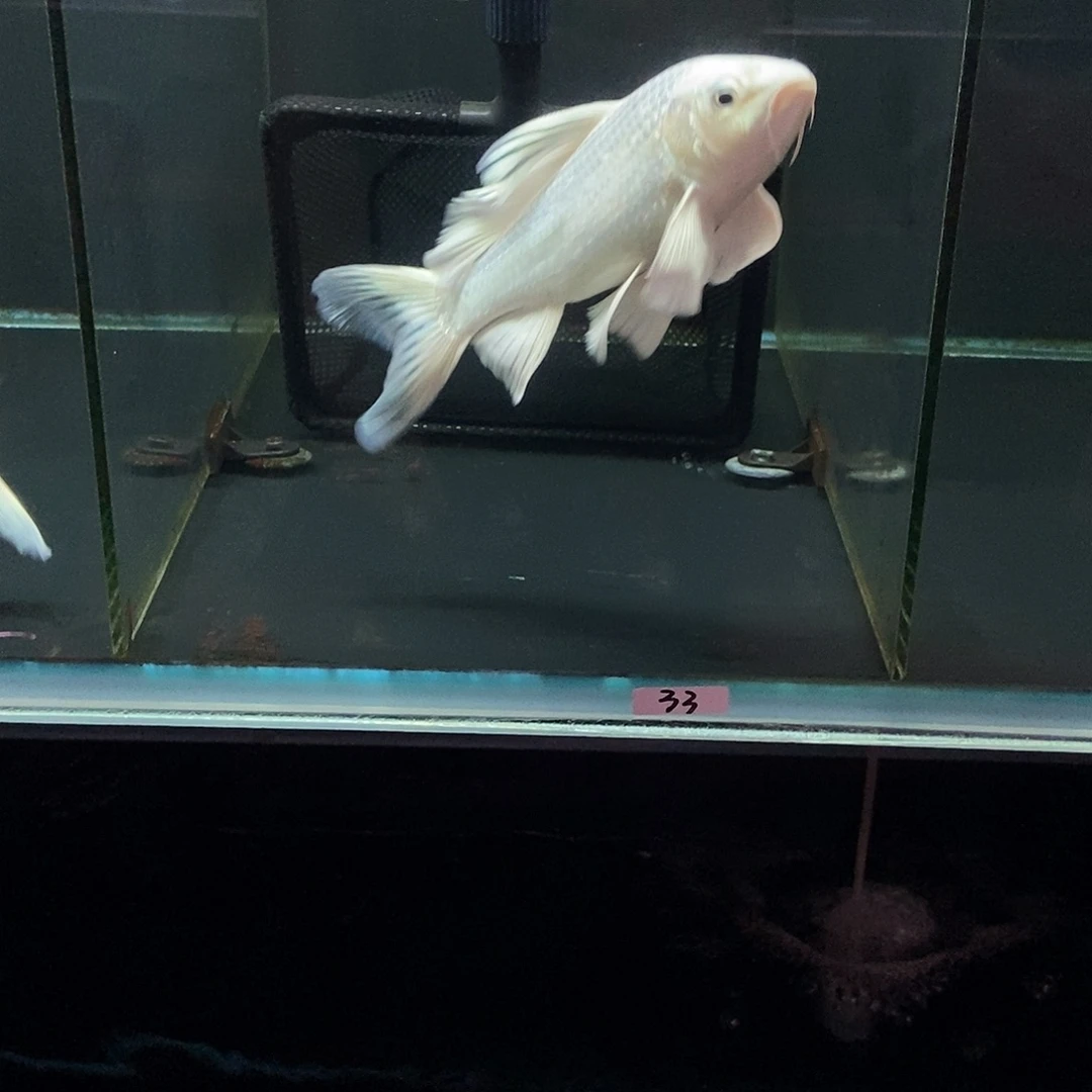 郑***网蝴蝶鲤33号白色蝴蝶鲤