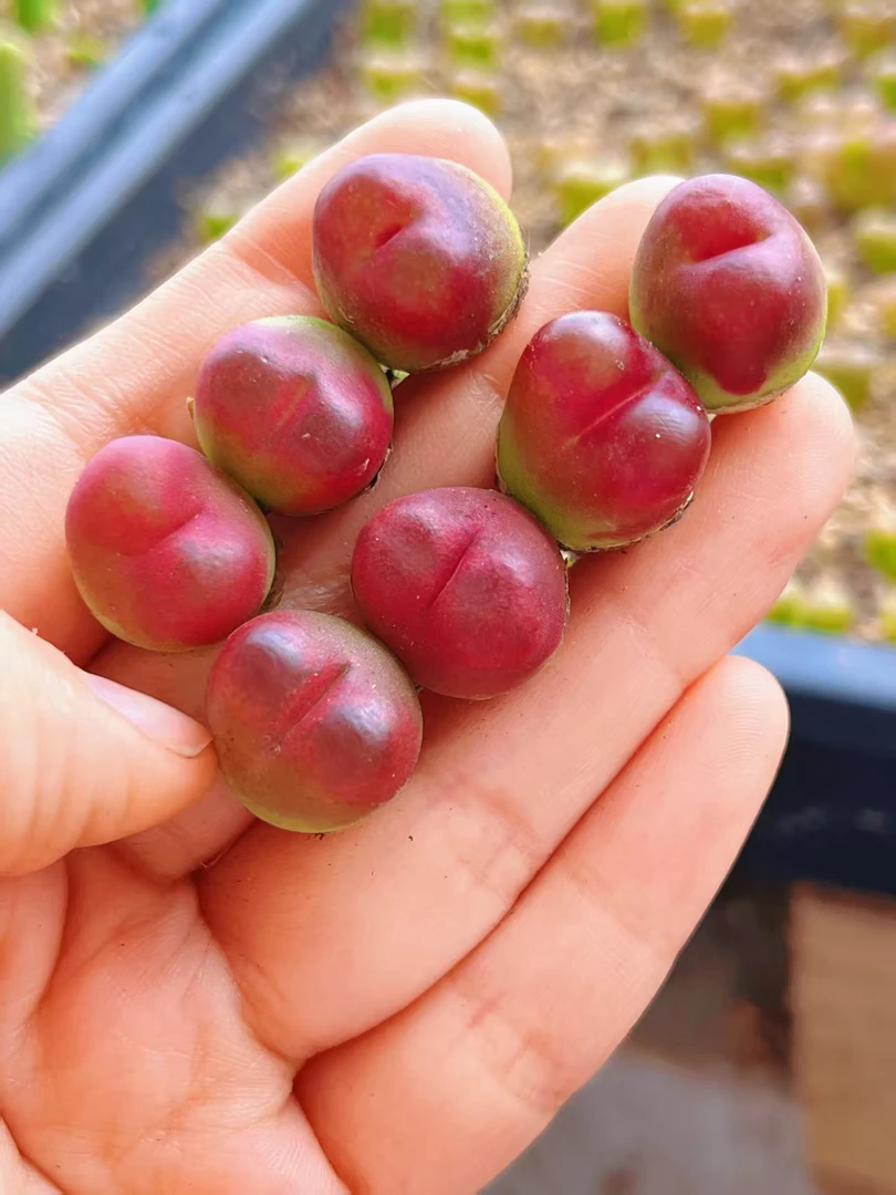 319多肉植物肉锥人面桃花sp一颗