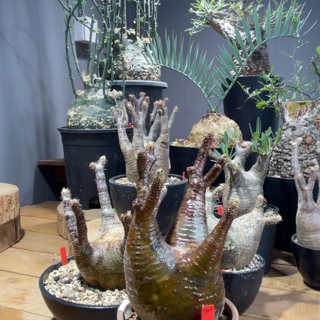 02象牙宫象牙宫象牙宫