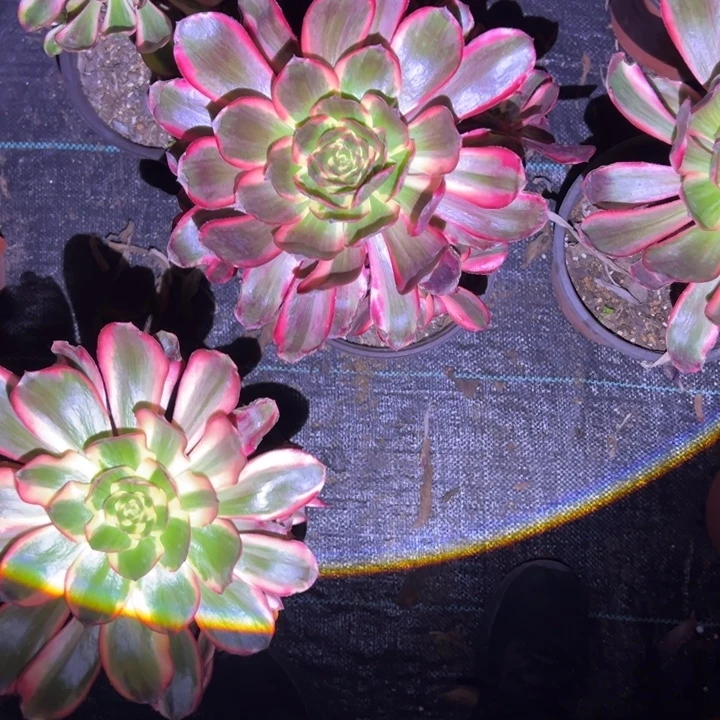 *****无毒白多肉植物花了