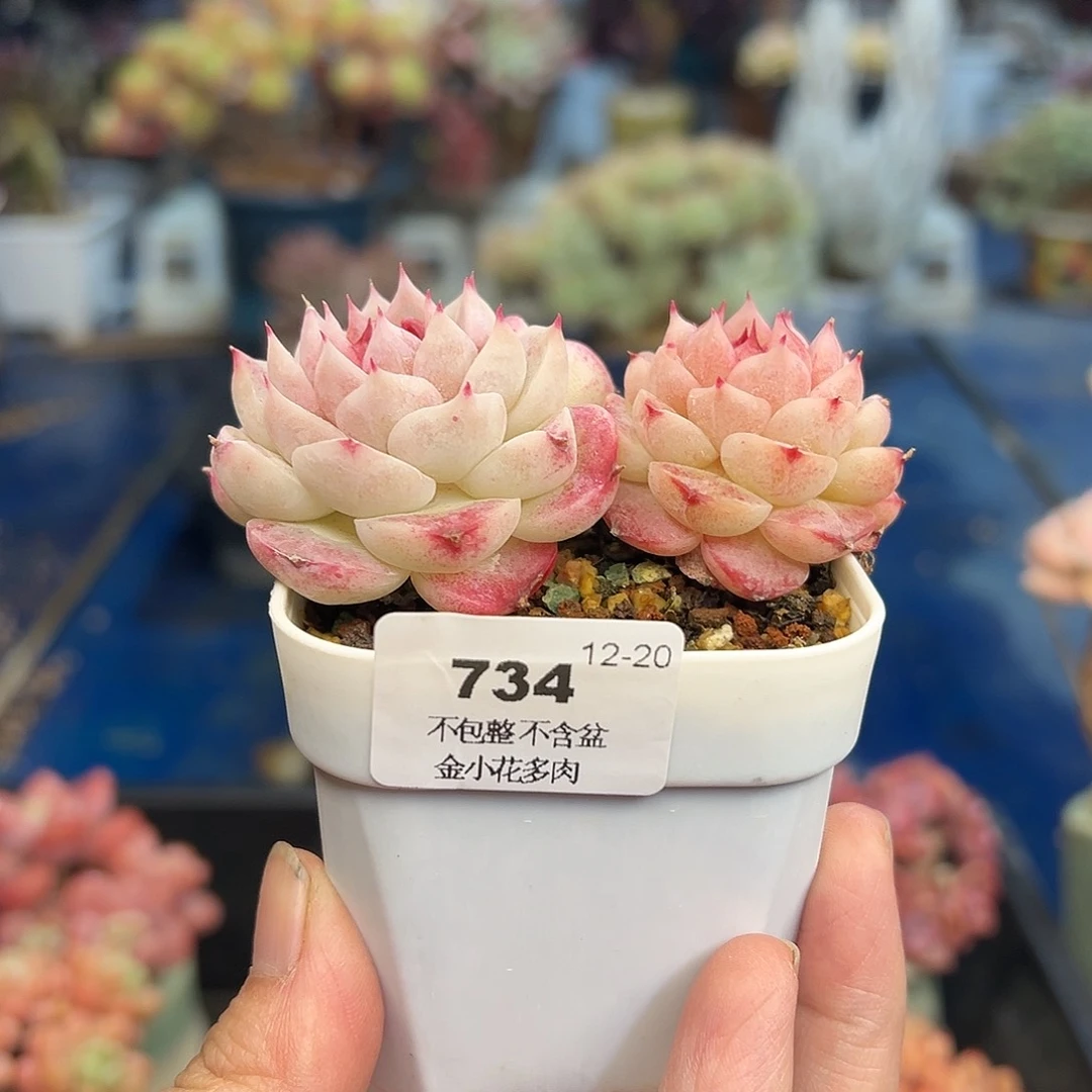 一****娃734    多肉