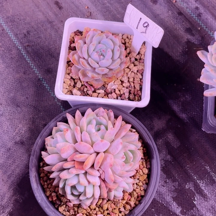 我是第一百个为妖刀应援滴打