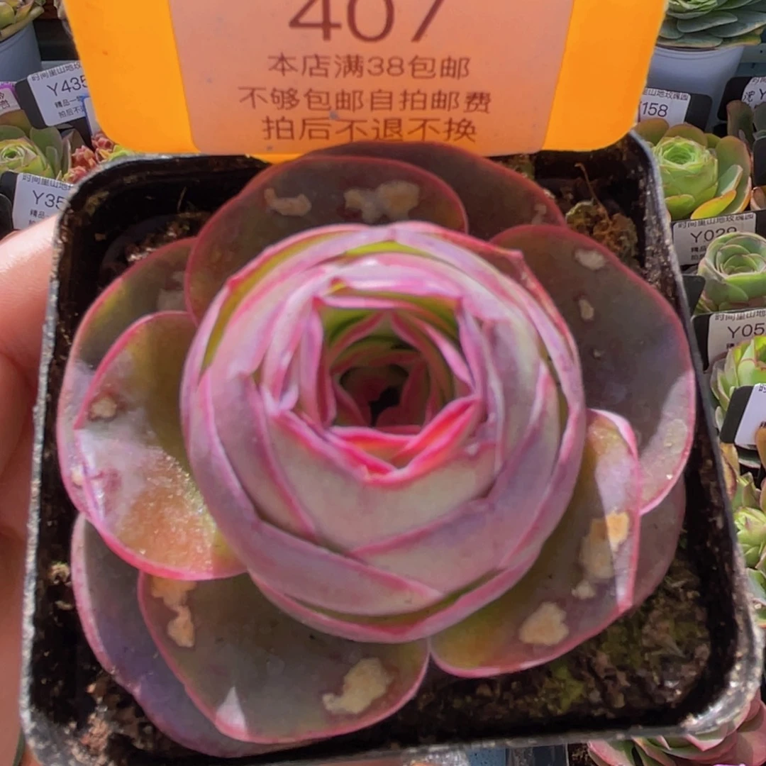 紫帕一物一拍407